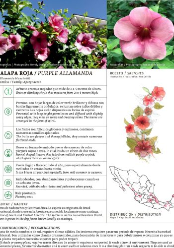 Alamanda 1