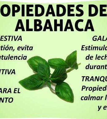 Albahaca características y usos en cocina y jardinería 1