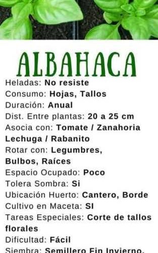 Albahaca características y usos en cocina y jardinería 2