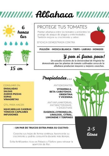 Albahaca características y usos en cocina y jardinería 3