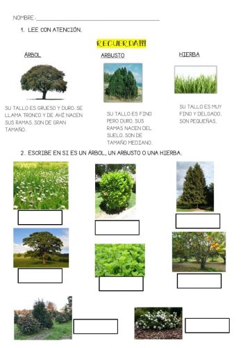 Fichas de plantas de exterior