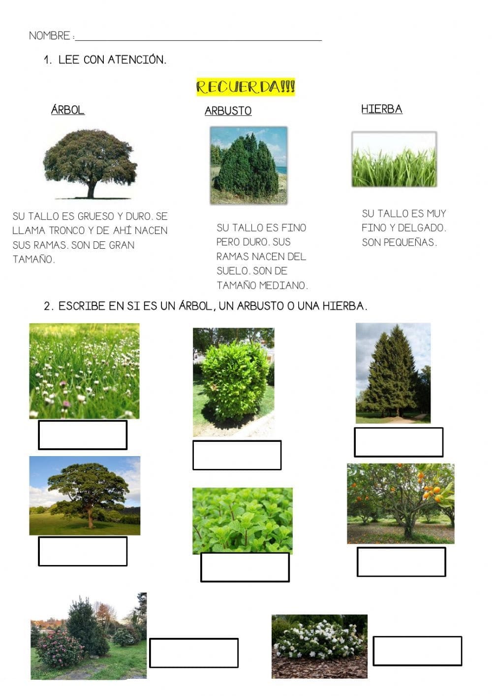 Fichas de plantas de exterior: Información detallada para el cuidado y selección de plantas ornamentales