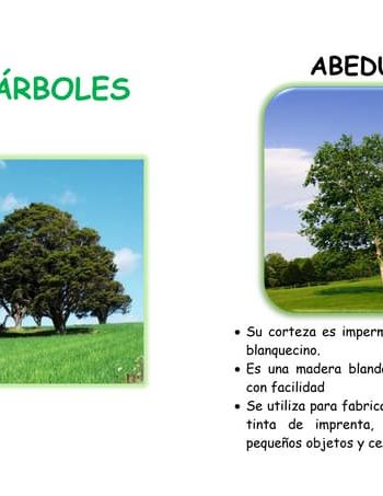 Árboles, palmeras, arbustos y trepadoras 3
