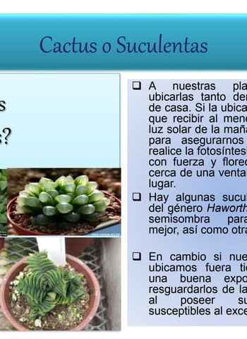 Cactus y suculentas 1