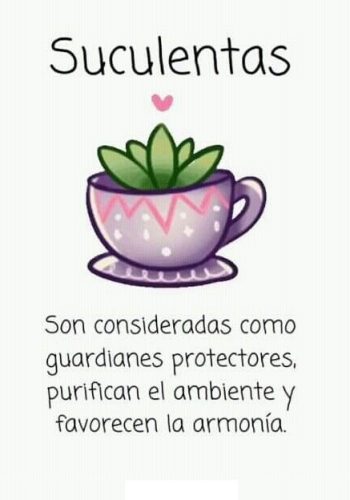 Cactus y suculentas 2