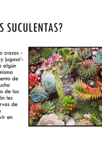 Cactus y suculentas 3