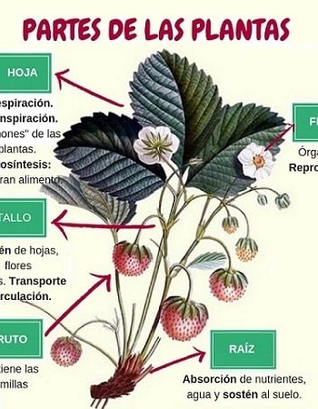 Características de la planta 1