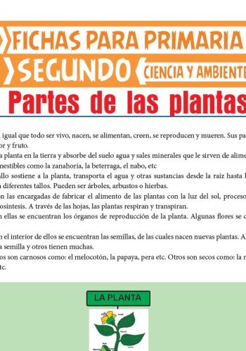 Características de la planta 2