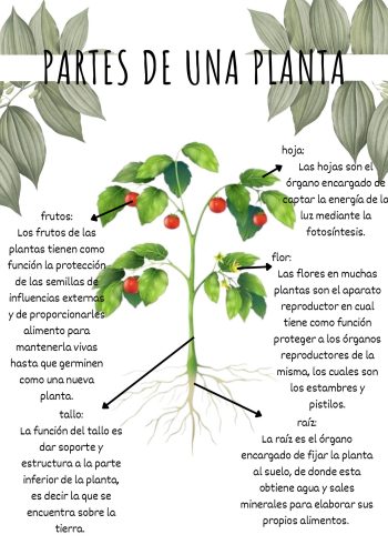 Características de la planta 3
