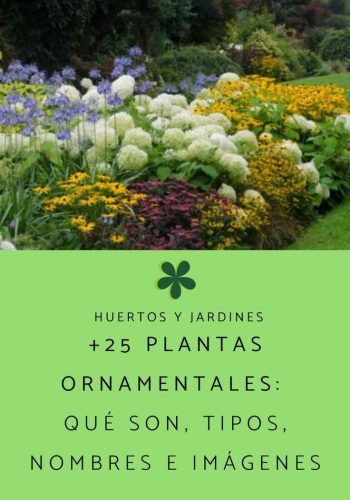 Características y cuidados específicos 1