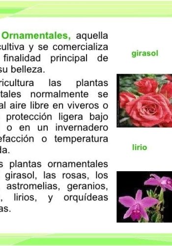 Características y cuidados específicos 2