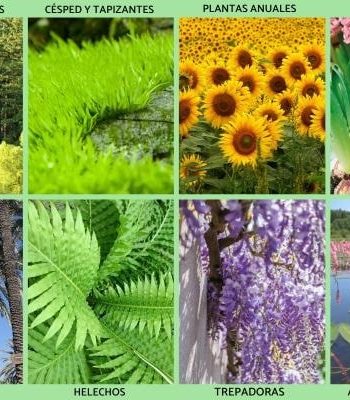 Características y cuidados específicos 3