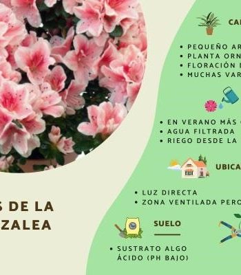 Características y cuidados específicos de cada planta 1