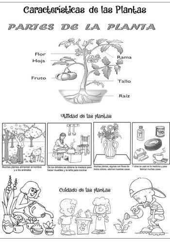 Características y cuidados específicos de cada planta 3