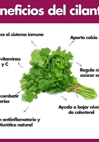 Cilantro propiedades medicinales y cuidados en el huerto 2