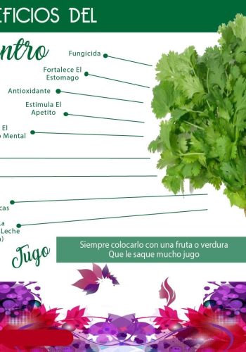 Cilantro propiedades medicinales y cuidados en el huerto 3