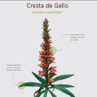 Cómo identificar y clasificar plantas no identificadas 2