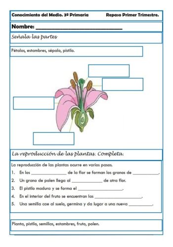 La importancia del medio ambiente y la naturaleza en las fichas de ciencias naturales 2