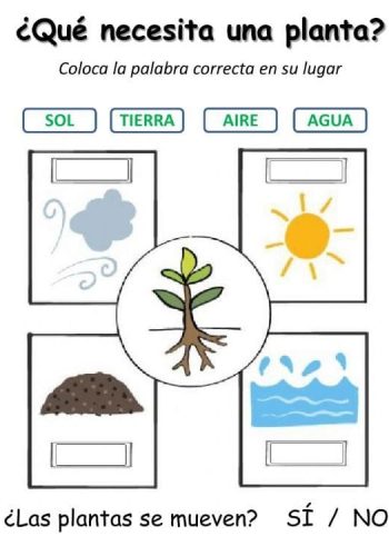 Cuidados y requerimientos básicos 2
