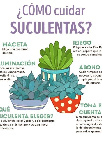 Cuidados y requerimientos básicos 3