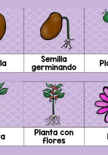 Descripción de las diferentes partes de la planta 1