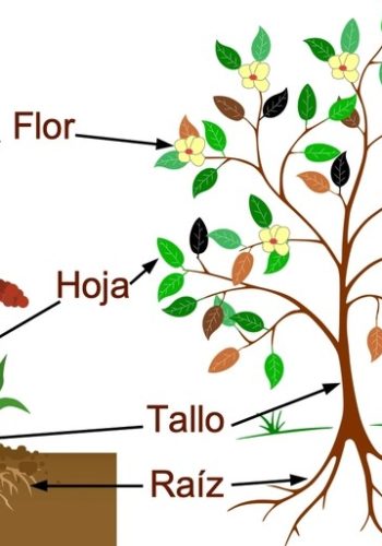 Descripción de las diferentes partes de la planta 2