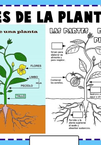 Descripción de las diferentes partes de la planta 3