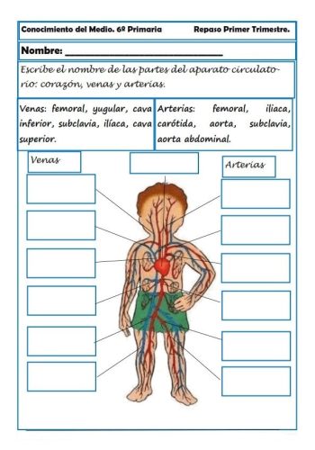 El cuerpo humano y su funcionamiento 1