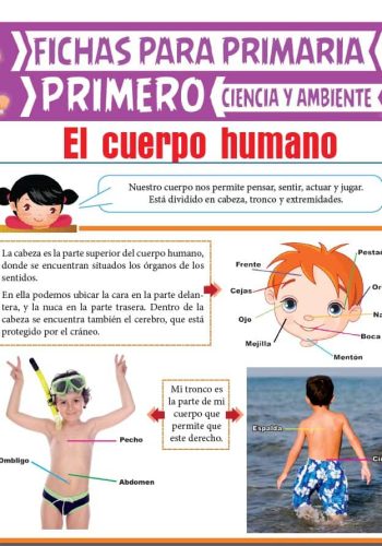El cuerpo humano y su funcionamiento 3