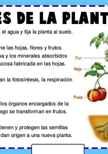 Funciones de cada parte de la planta 1