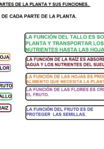 Funciones de cada parte de la planta 2