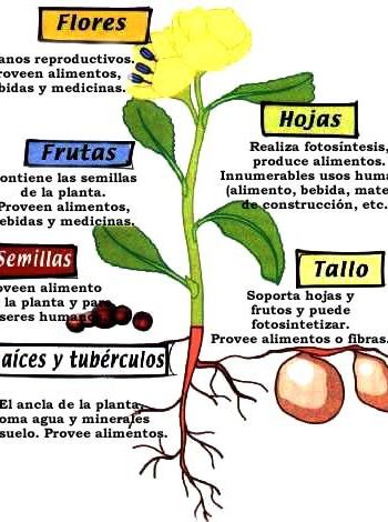 Funciones de cada parte de la planta 3