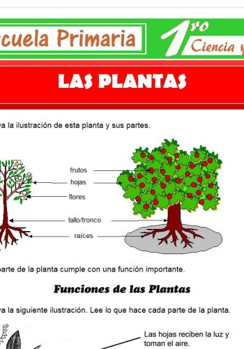Plataformas educativas como herramienta para el aprendizaje de las partes de la planta 2