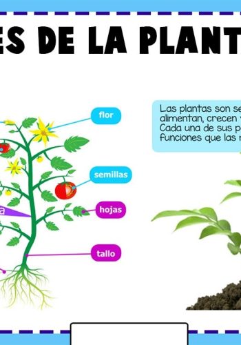 Plataformas educativas como herramienta para el aprendizaje de las partes de la planta 3