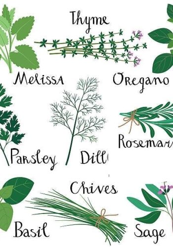 Hierbas para tratar dolencias respiratorias 1