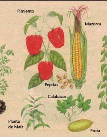 Identificación de plantas nombre científico y común 1