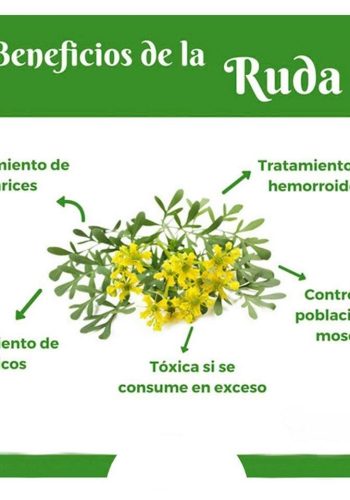 Identificación de plantas nombre científico y común 2