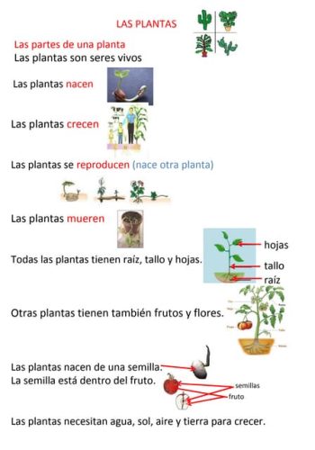 Identificación de plantas nombre científico y común 3