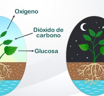 Importancia del agua y la humedad en la germinación 2