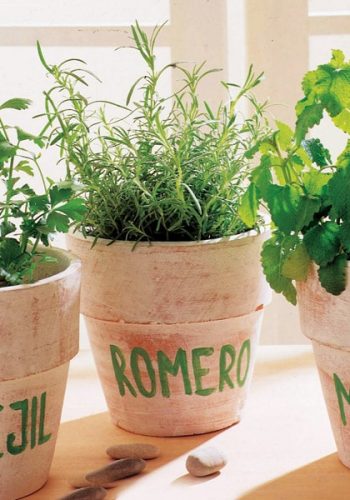 Otras plantas aromáticas fichas de plantas perennes y arbustos 2