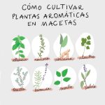Fichas de plantas