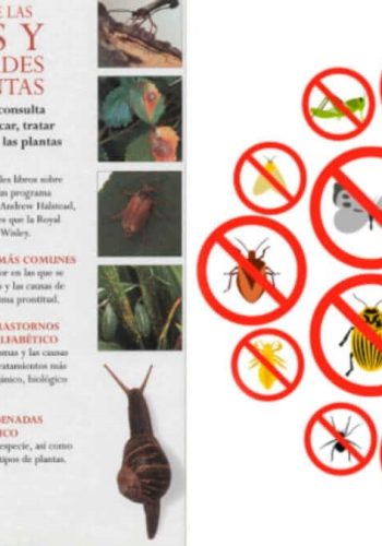 Plagas y enfermedades 1