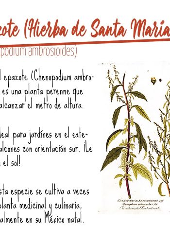 Propiedades curativas de la hierba de Santa María 1