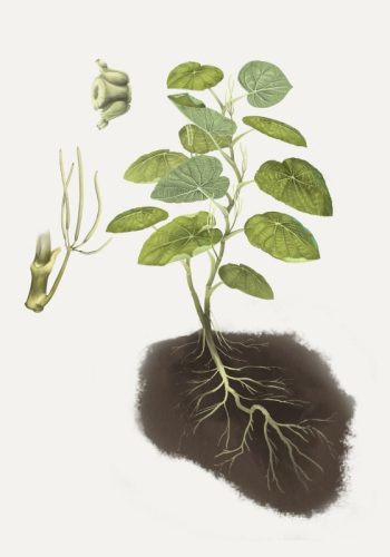 Propiedades curativas de la hierba de Santa María 2