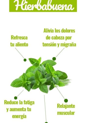 Propiedades curativas de las plantas 1