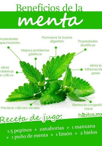 Propiedades curativas de la hierba de Santa María 3