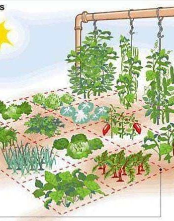 Recomendaciones para el cultivo en interior y en el jardín 3