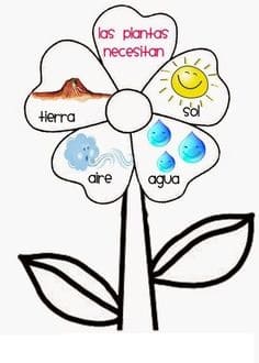 Representación visual de la germinación a través de dibujos 2