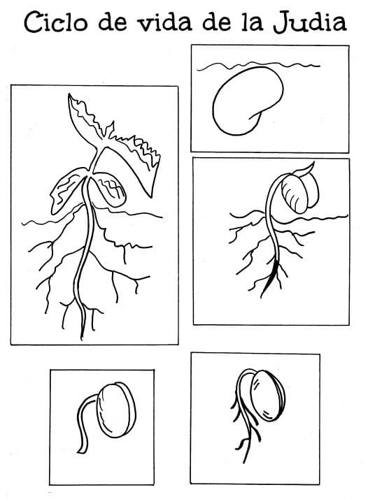 Representación visual de la germinación a través de dibujos 3