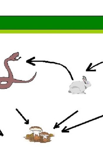 Rol de la luz solar en el proceso de germinación 1